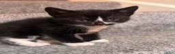 Mixed Breed cats for sale: Gorgeous kittens for sale  - Advert 1