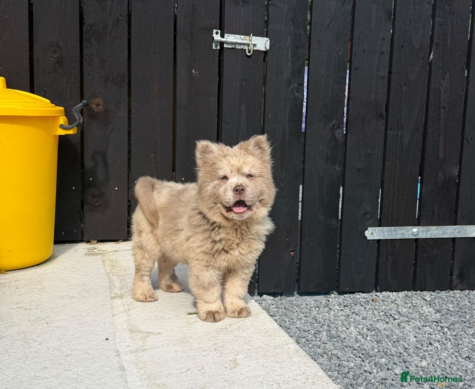 Chow Chow dogs Exotic colour pure chow chow puppies for sale  - Advert 1