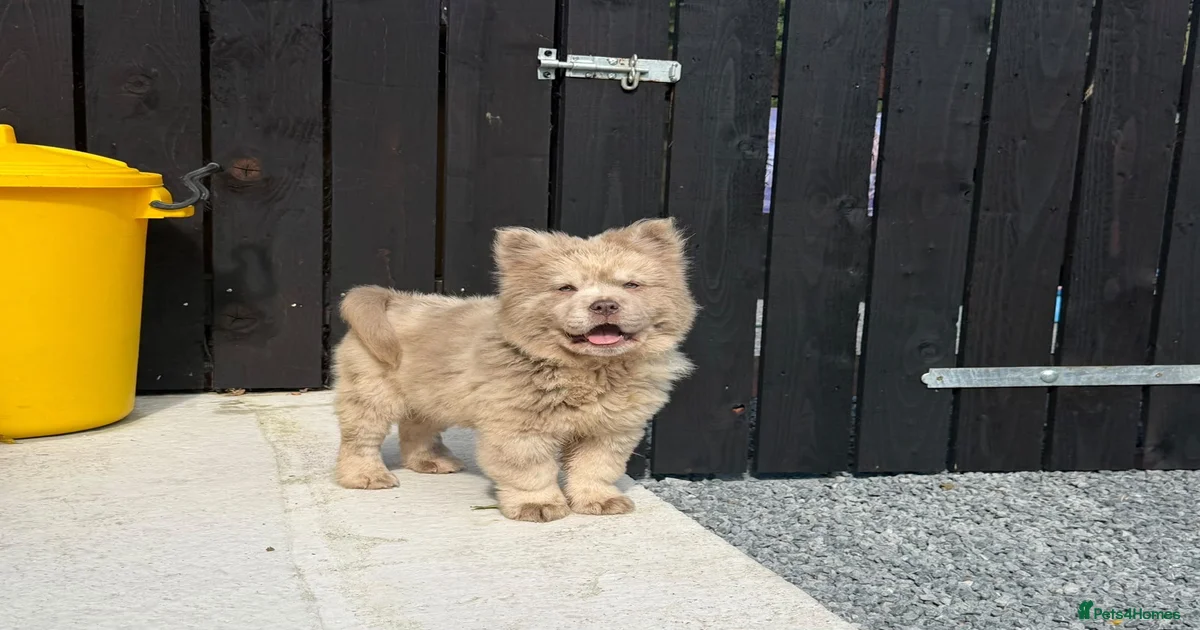 puppy-dogs-chow-chow-puppies-for-sale-pets4homes