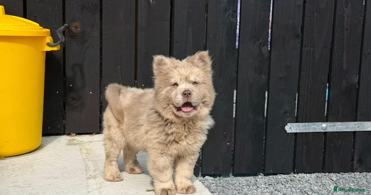 Puppy Dogs Chow Chow Puppies For Sale Pets4Homes puppy-dogs-chow-chow-puppies-for-sale-pets4homes