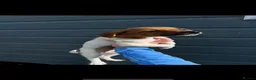 Jack Russell dogs for sale: Ready to leave  - Advert 18