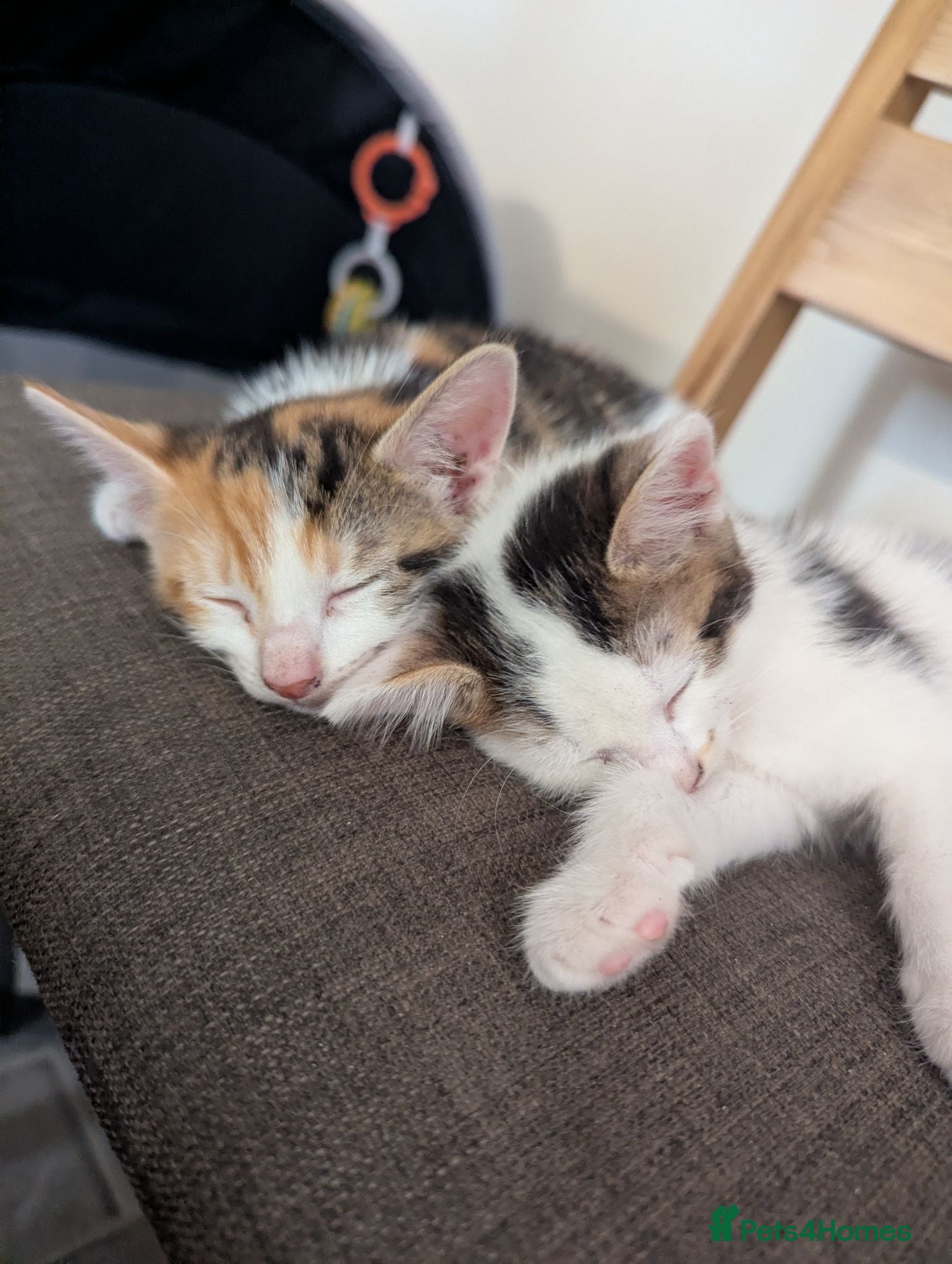 Mixed Breed cats Female kittens 9 weeks ready to leave  - Advert 5