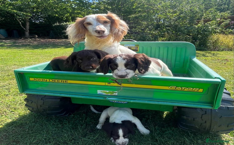 Cocker Spaniel dogs - Advert 2