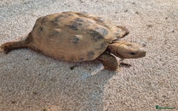 Tortoise reptiles for sale: Horsfield tortoise - Image 3