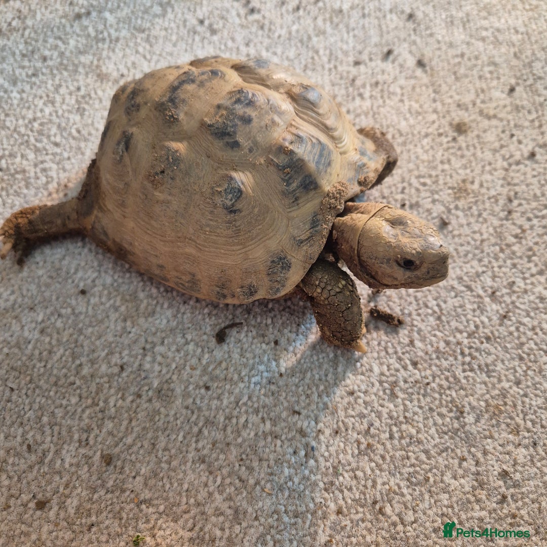 Tortoise reptiles for sale: Horsfield tortoise - Image 3