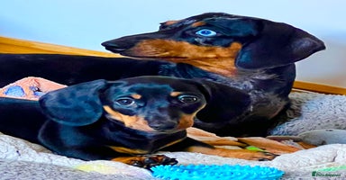 Miniature Dachshund dogs - Advert 8