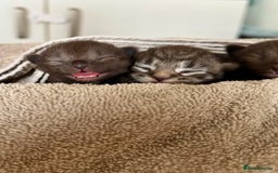 British Longhair cats for sale:  British longhair kittens 3 male 1 female  - Image 4