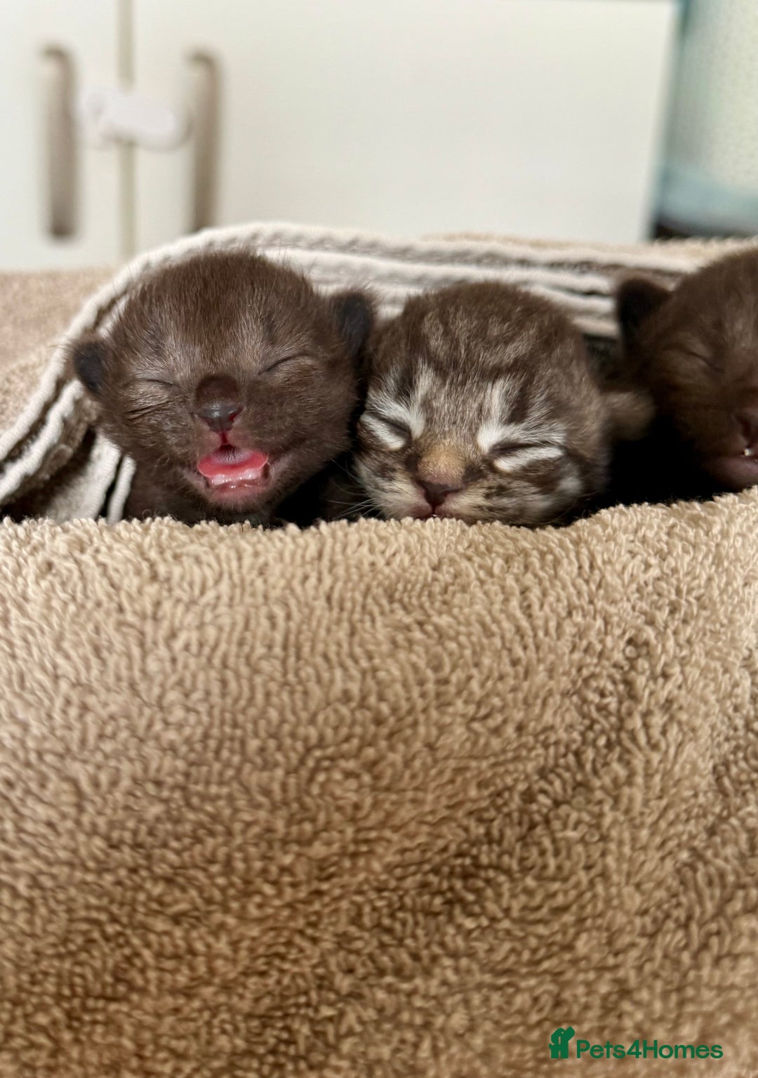 British Longhair cats for sale:  British longhair kittens 3 male 1 female  - Image 4