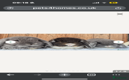 Mini Lop rabbits for sale: Min lop  - Image 1
