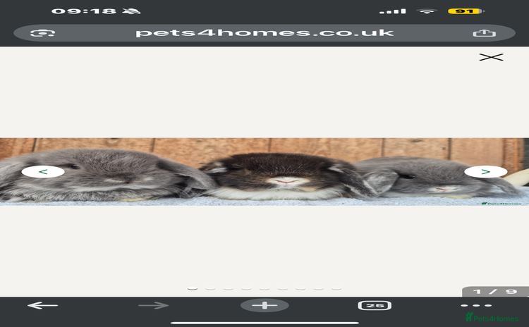 Mini Lop rabbits - Advert 6