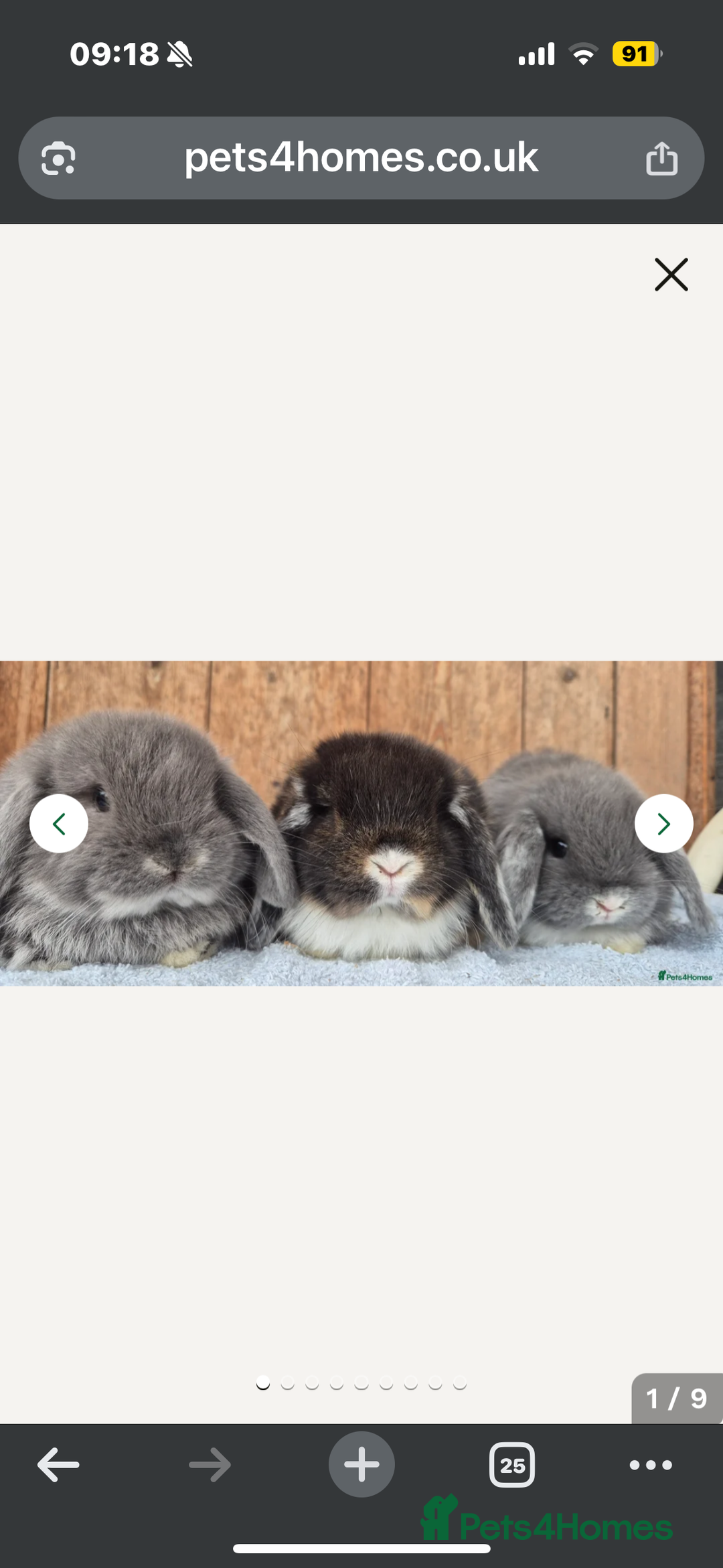 Mini Lop rabbits for sale: Min lop  - Image 1