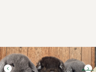 Mini Lop rabbits - Advert 5