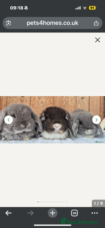 Mini Lop rabbits - Advert 1