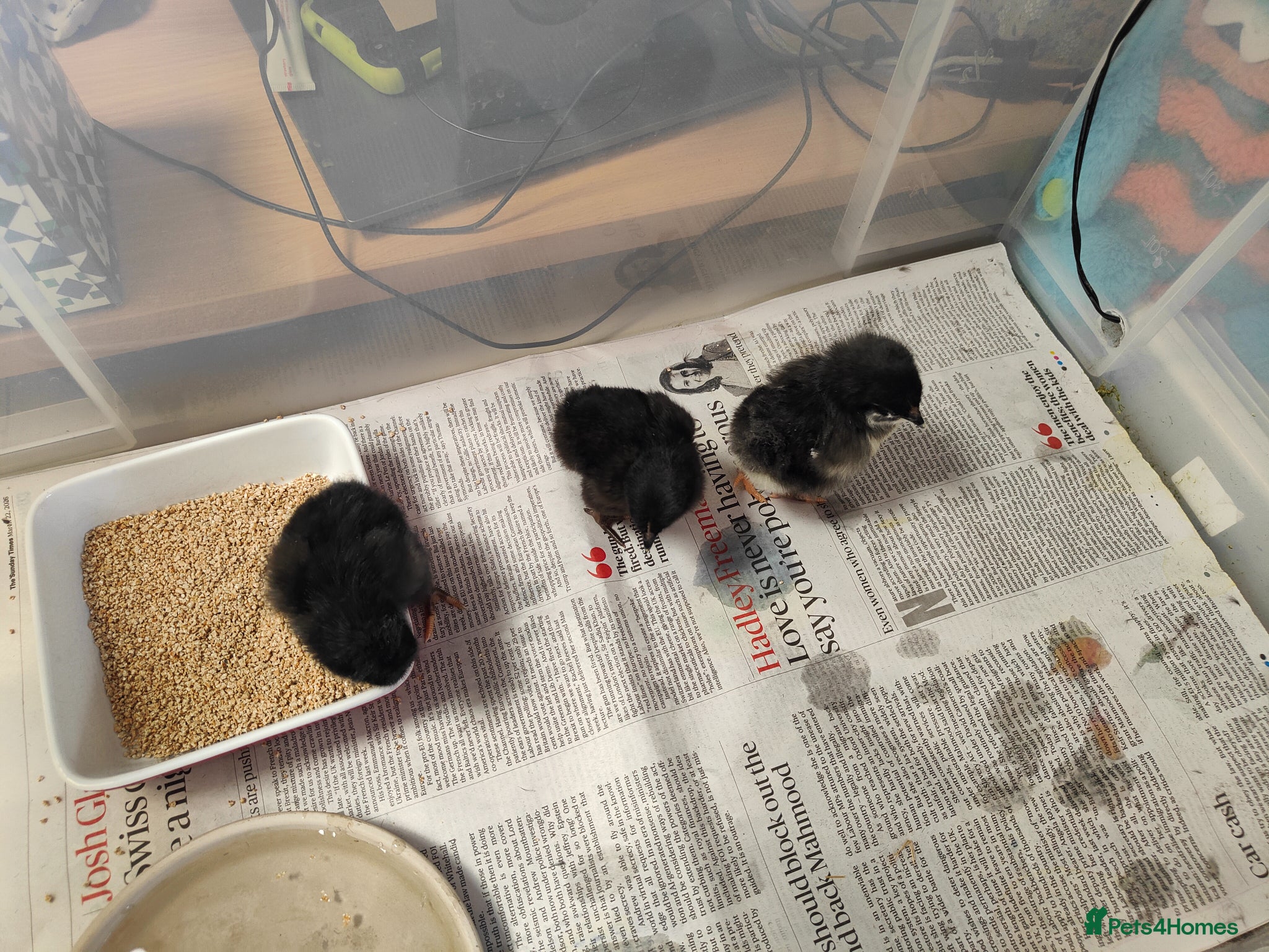 Mixed Breed poultry Hybrid chicks x3 - Advert 8