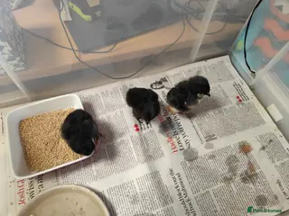 Mixed Breed poultry Hybrid chicks x3 - Advert 8