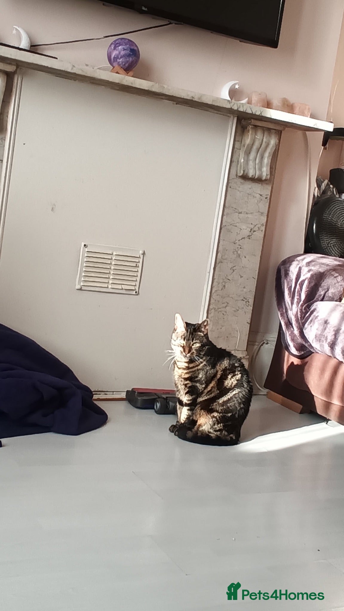 Domestic Shorthair cats Desperately trying to find a home for a lovely cat - Advert 2