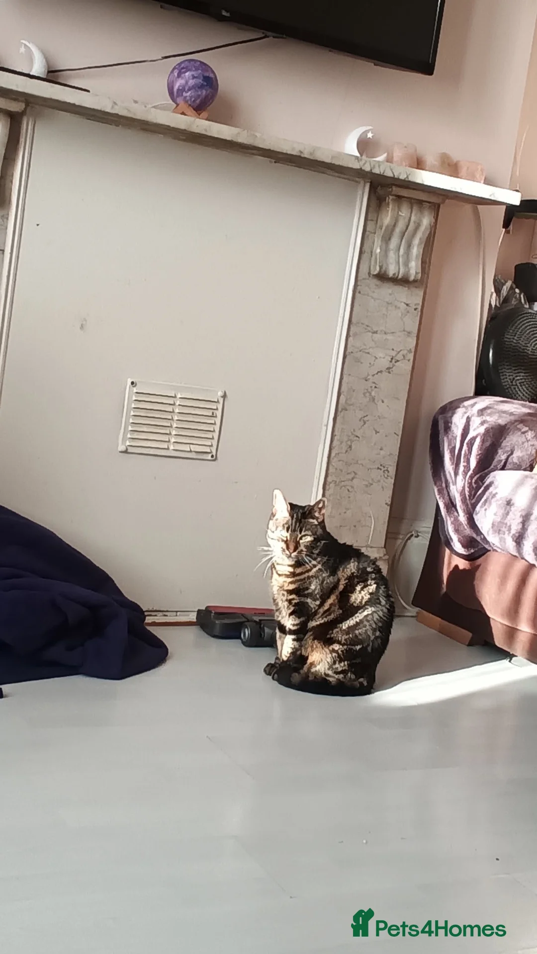Domestic Shorthair cats for stud: Desperately trying to find a home for a lovely cat - Advert 1