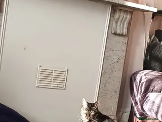 Domestic Shorthair cats Desperately trying to find a home for a lovely cat - Advert 2