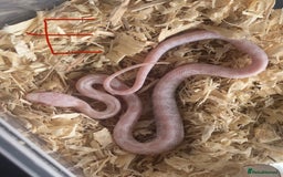 Corn Snake reptiles for sale: Shatter/ Shatter Type Cornsnake Hatchlings - Image 3