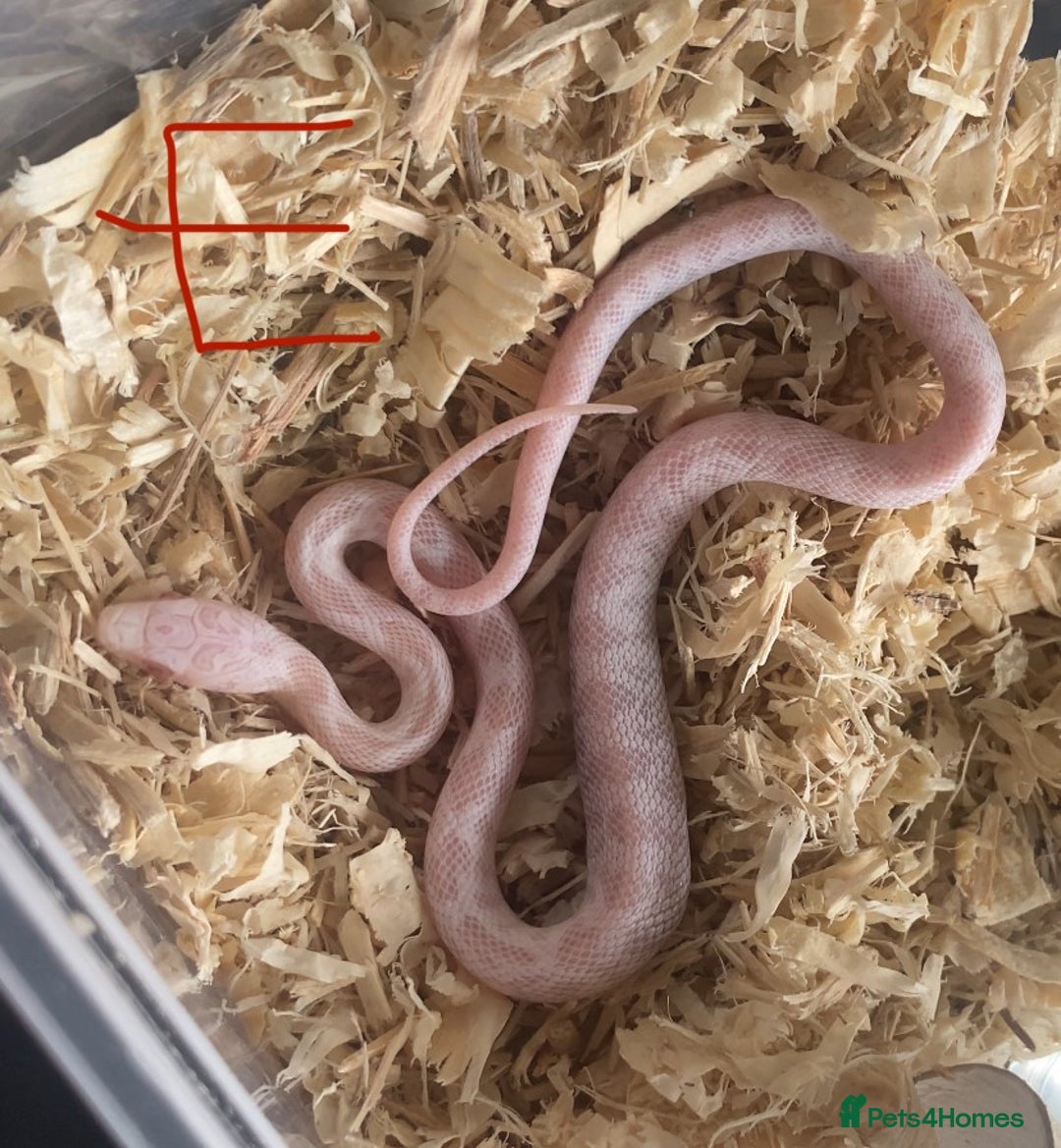 Corn Snake reptiles for sale: Shatter/ Shatter Type Cornsnake Hatchlings - Image 3