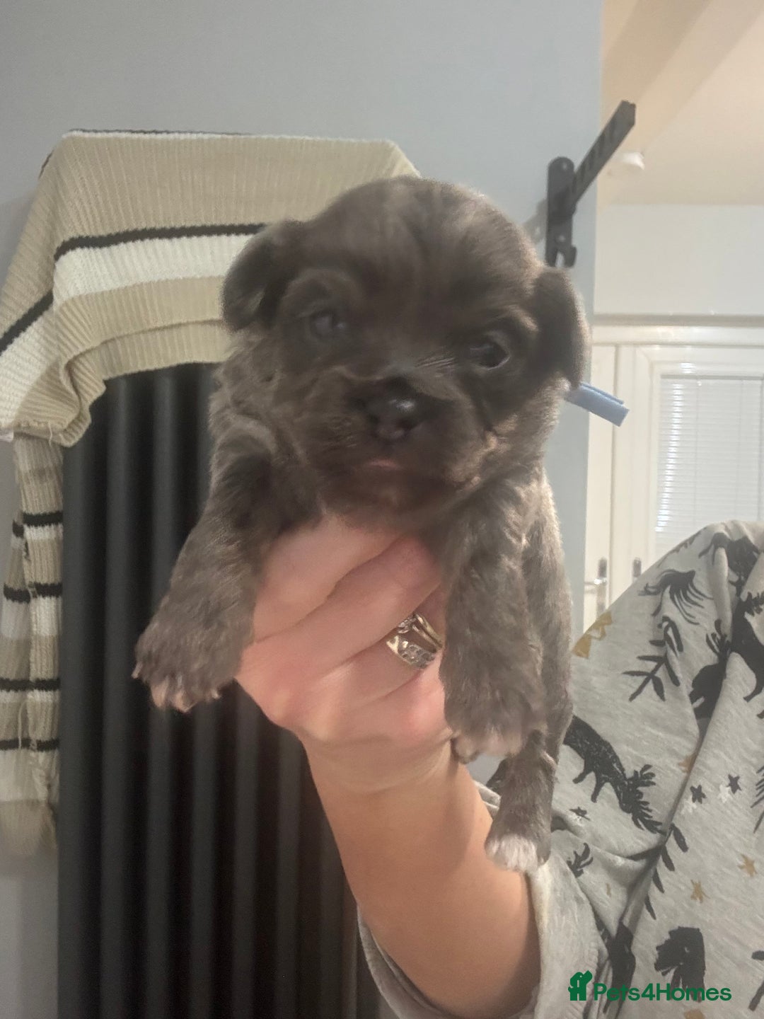 Chihuahua dogs for sale: Chihuahua pups - Advert 15