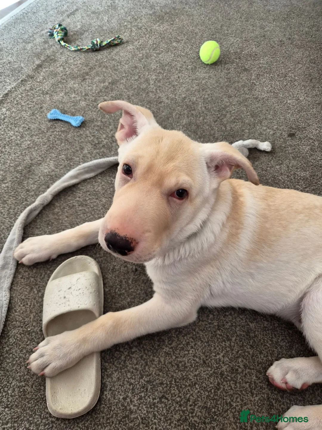 Mixed Breed dogs for sale: Ghost - Advert 6