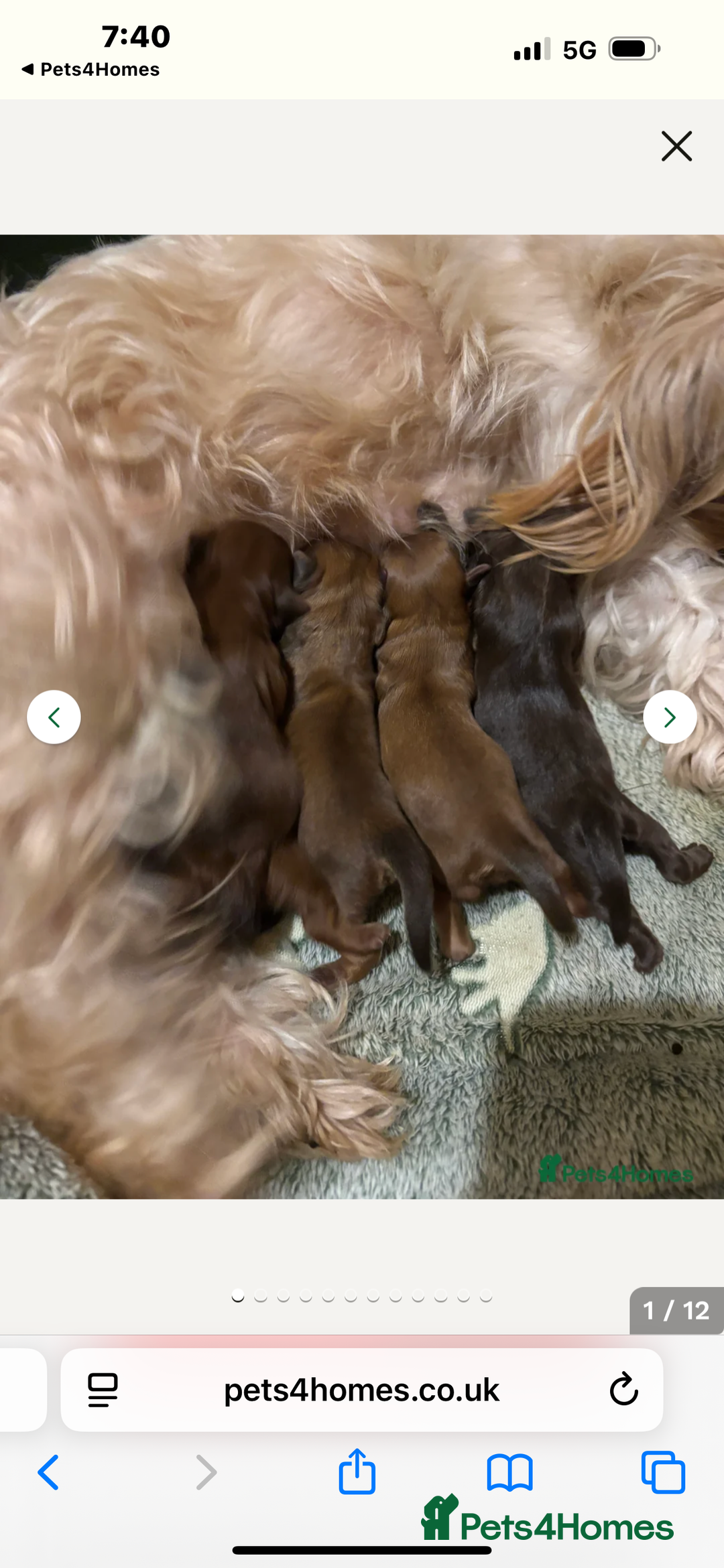 Shih Tzu dogs for sale: Imperial shihtzu - Image 12
