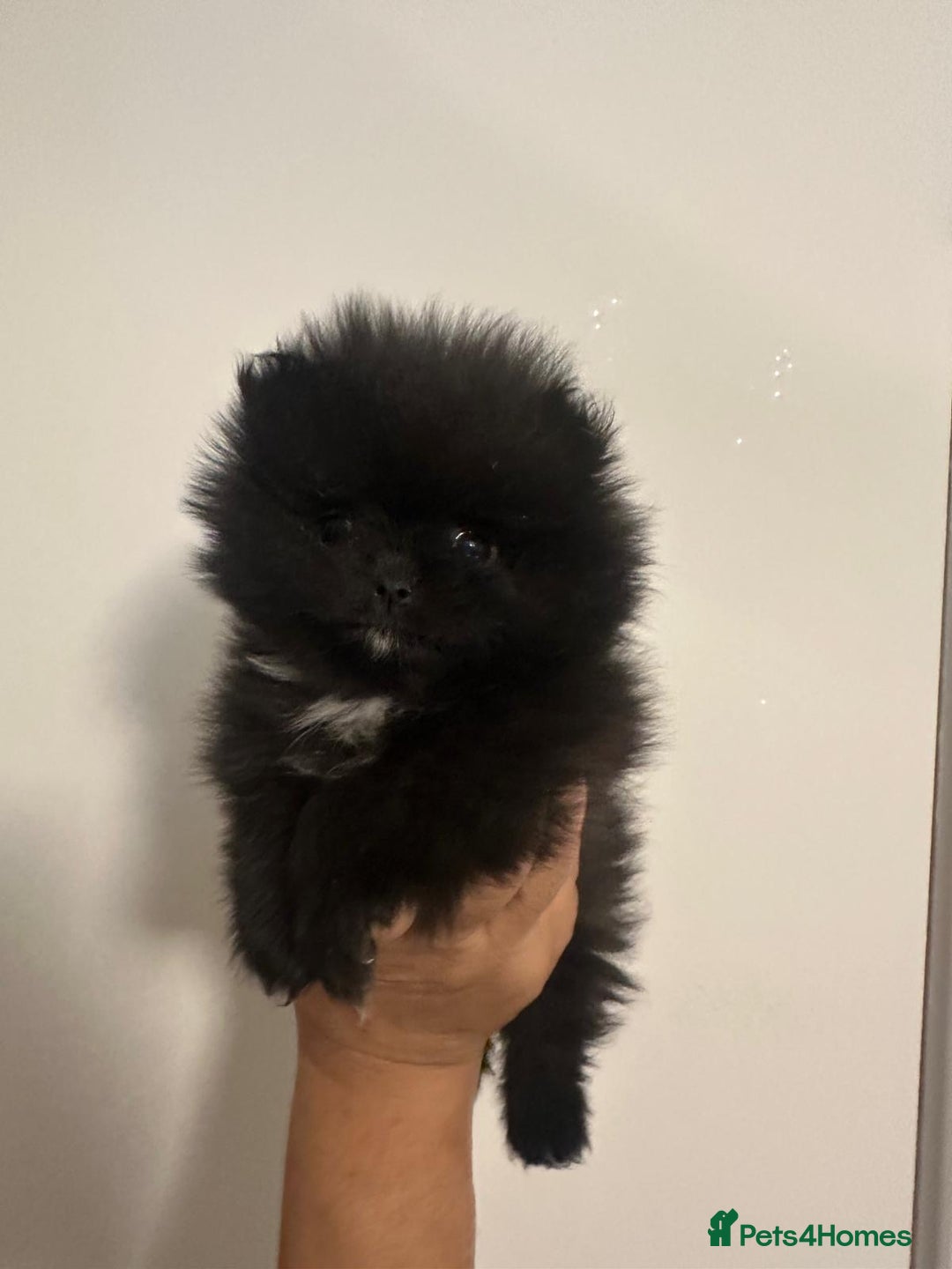 Pomeranian dogs for sale: Pomeranian puppies  - Advert 4