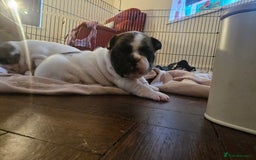 French Bulldog dogs for sale: 3 female french bulldog puppies - Image 7