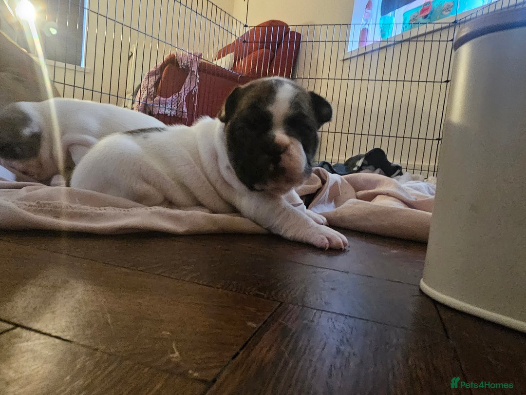 French Bulldog dogs for sale: 3 female french bulldog puppies - Image 7