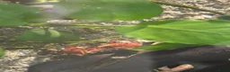 Crabs fish for sale: RedClaw Crab & Complete Fluval Flex Aquarium Setup in Bicester - Advert 5