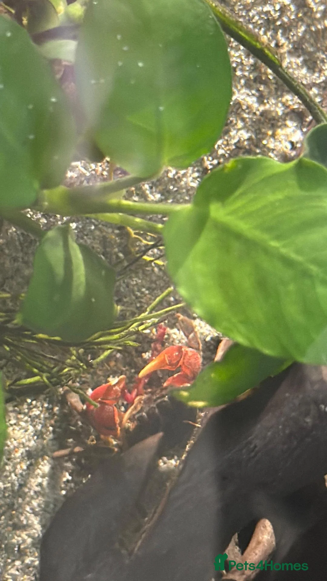 Crabs fish for sale: RedClaw Crab & Complete Fluval Flex Aquarium Setup in Bicester - Advert 5
