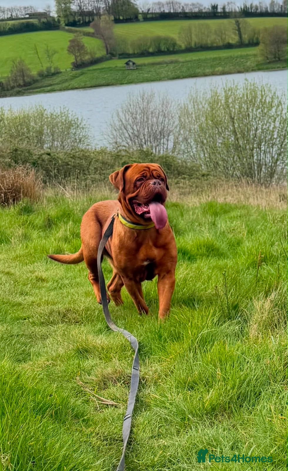 Dogue De Bordeaux dogs KC Reg Dogue de Bordeaux puppies - Advert 3