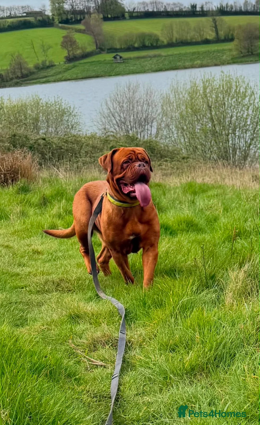 Dogue De Bordeaux dogs for sale: KC Reg Dogue de Bordeaux puppies - Advert 1
