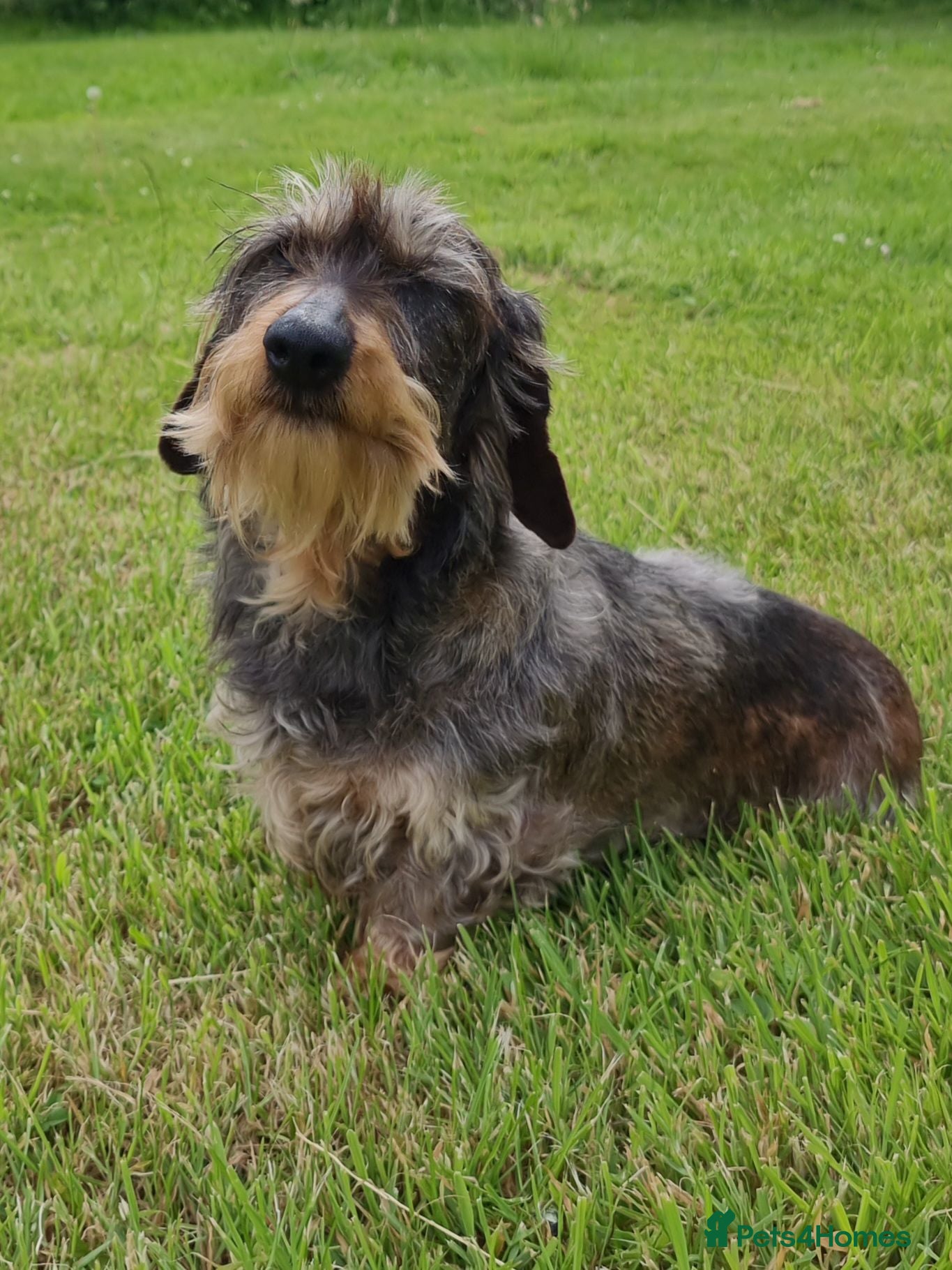 Miniature Dachshund dogs Miniature wire haired Dachshund - Advert 3