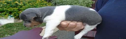 Jack Russell dogs for sale: Tri coloured JackRussell Terriers for sale - Advert 10