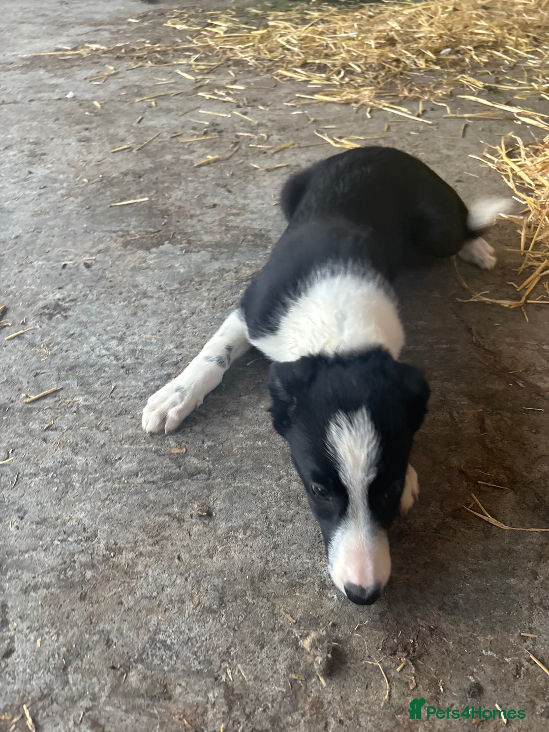 Bearded Collie dogs for sale: 2 collies for sale  - Image 13
