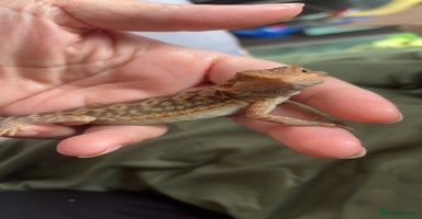 Bearded Dragon reptiles - Advert 1