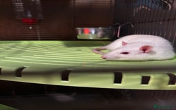 Rat rodents for sale: 2 male rats  - Image 2
