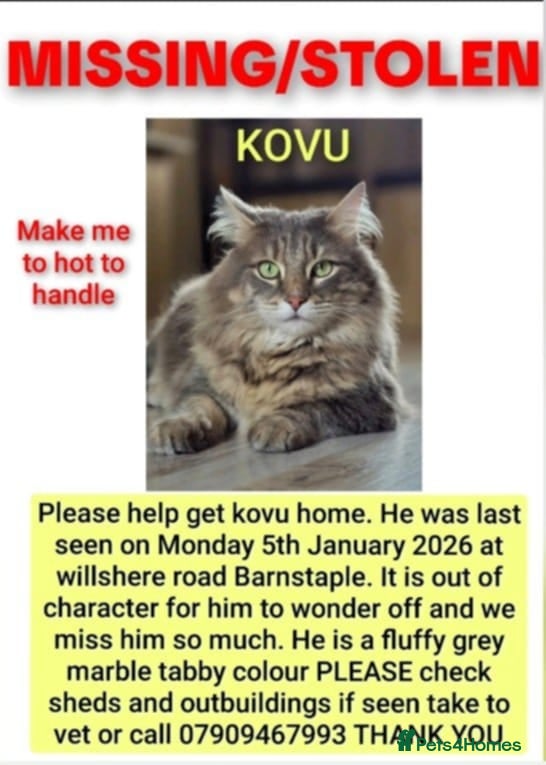 Maine Coon cats MISSING/STOLEN  - Advert 5