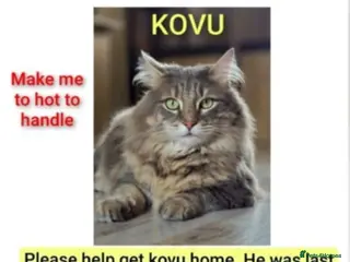 Maine Coon cats MISSING/STOLEN - Advert 3