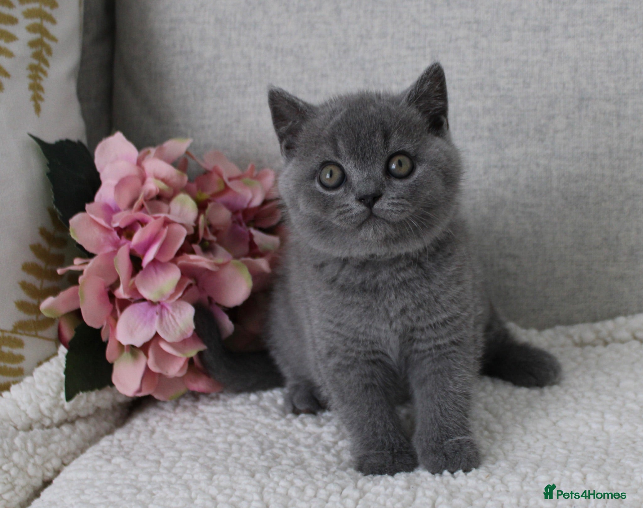 British Shorthair cats Just 2 boys left.British Shorthair&longhair - Advert 6