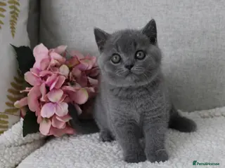 British Shorthair cats Just 2 boys left.British Shorthair&longhair - Advert 6
