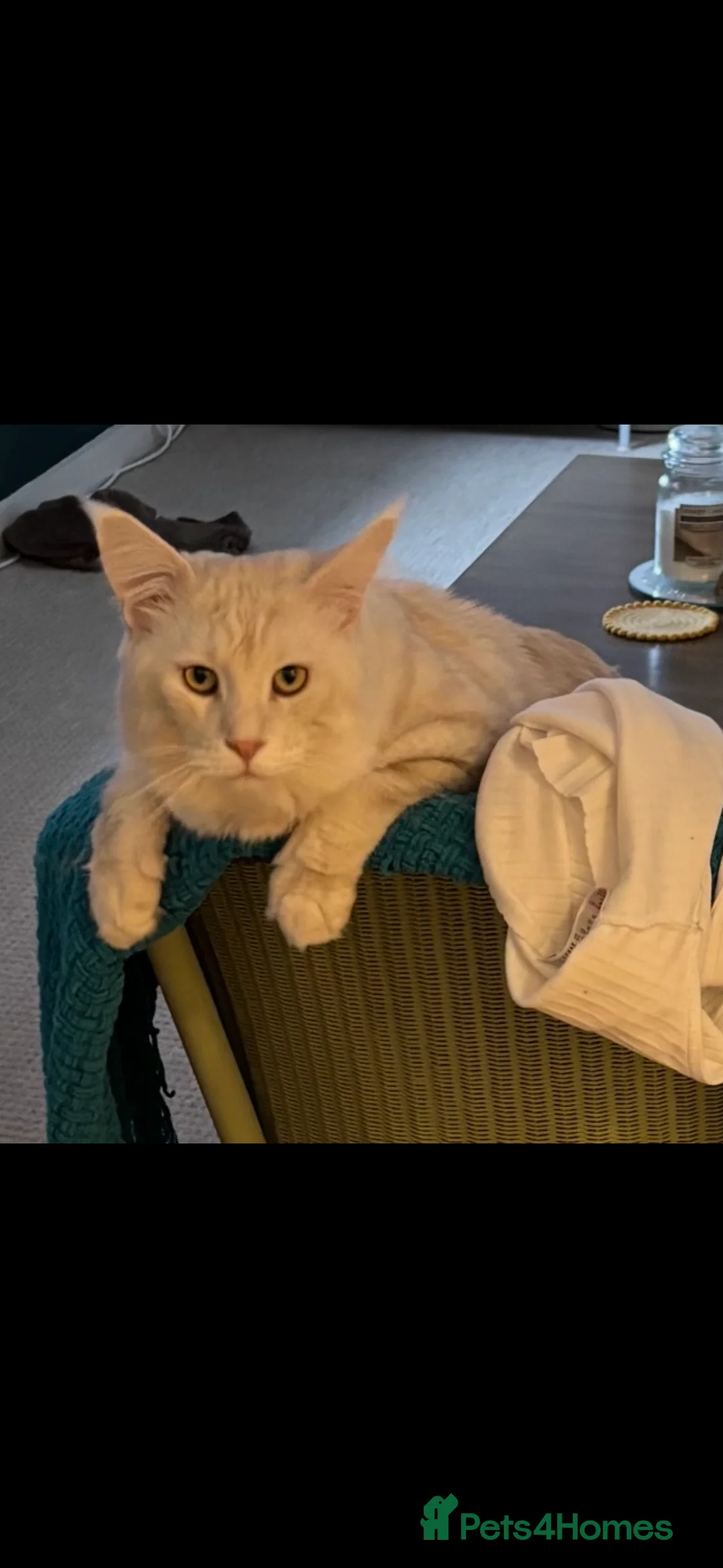 Maine Coon cats for sale: Maine Coon cream male in Peterborough - Advert 2