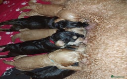 Mixed Breed dogs for sale: Labradoodle Pups for sale - Image 7