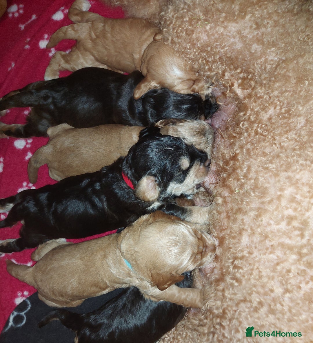 Mixed Breed dogs for sale: Labradoodle Pups for sale - Image 7