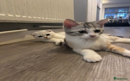 Scottish Fold cats for sale: SCOTTISH FOLD FEMALE KITTENS - Image 11