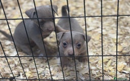 Jack Russell dogs for sale: Rare lilac and tan miniature jack russels  - Image 12