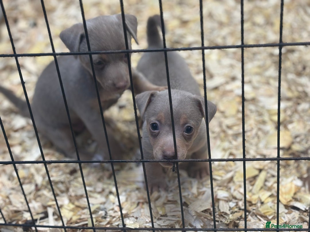 Jack Russell dogs for sale: Rare lilac and tan miniature jack russels  - Image 12