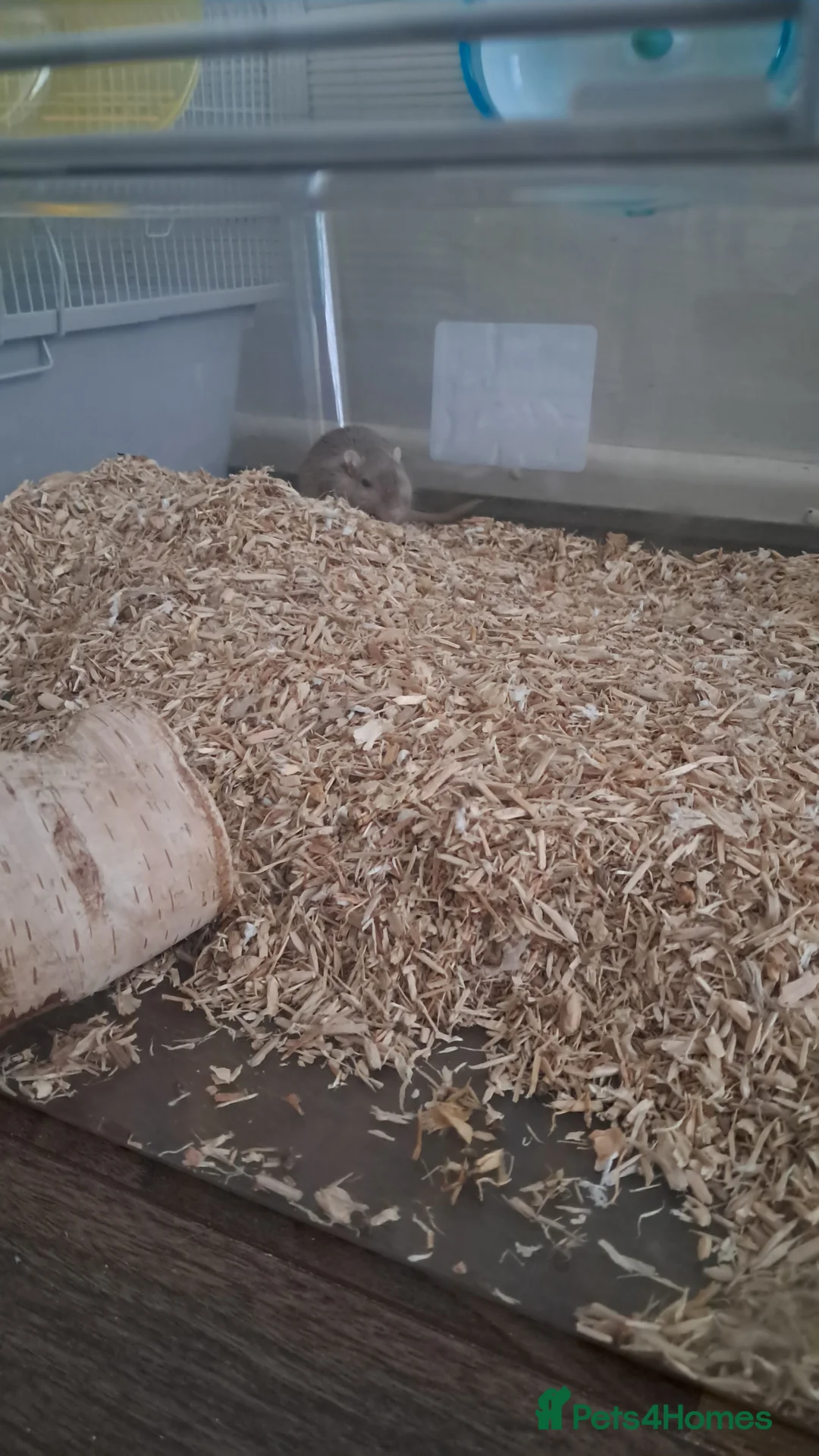 Gerbil rodents for sale: 2 MALE GERBILS TO A GOOD HOME  in Liverpool - Advert 1